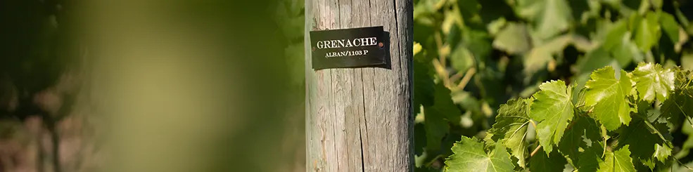 Our Wines
