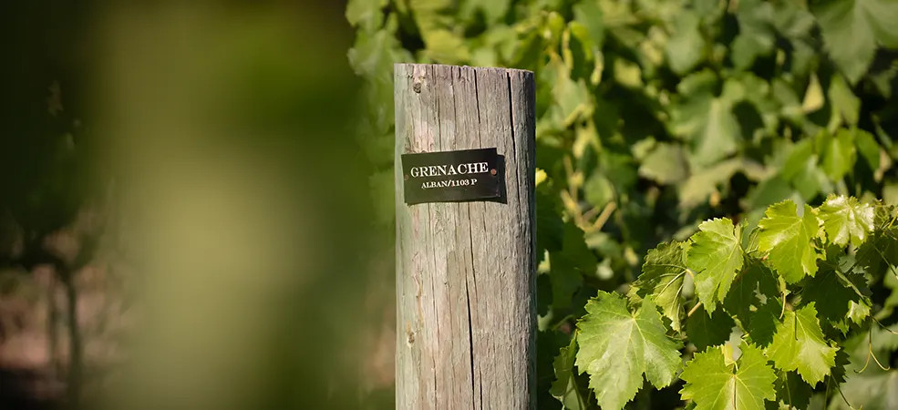 Our Wines